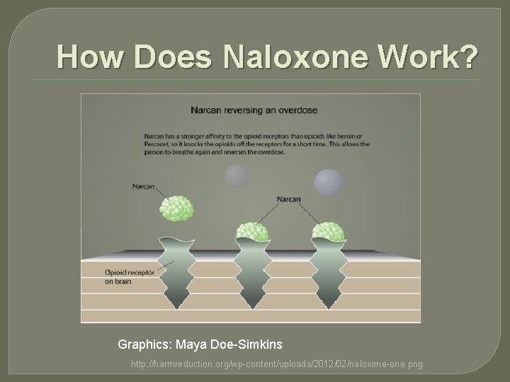 How Does Naloxone Work? Graphics: Maya Doe-Simkins http: //harmreduction. org/wp-content/uploads/2012/02/naloxone-one. png 