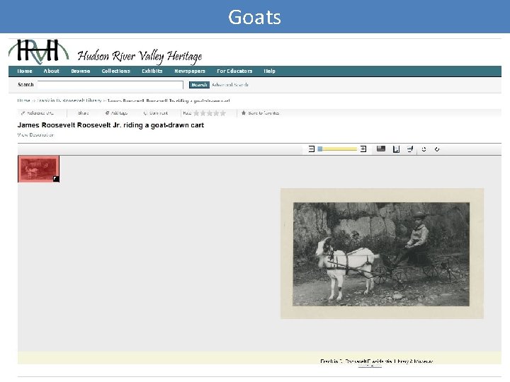 Goats 