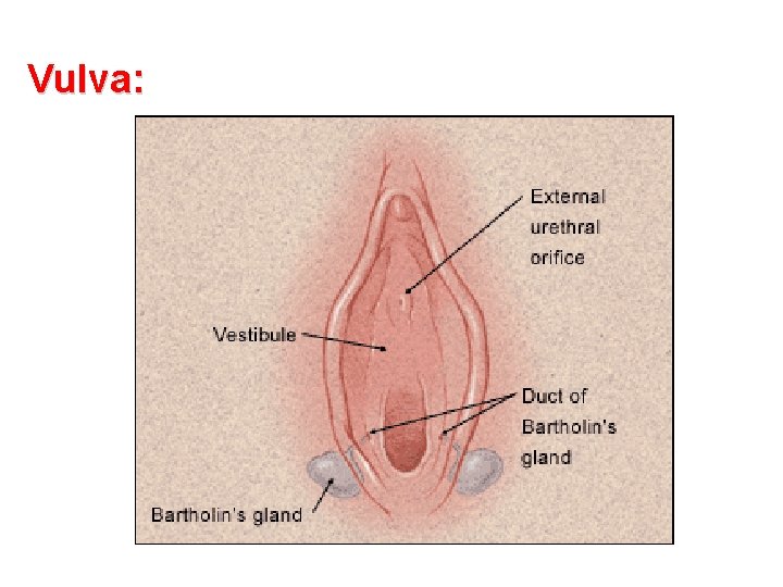Vulva: 