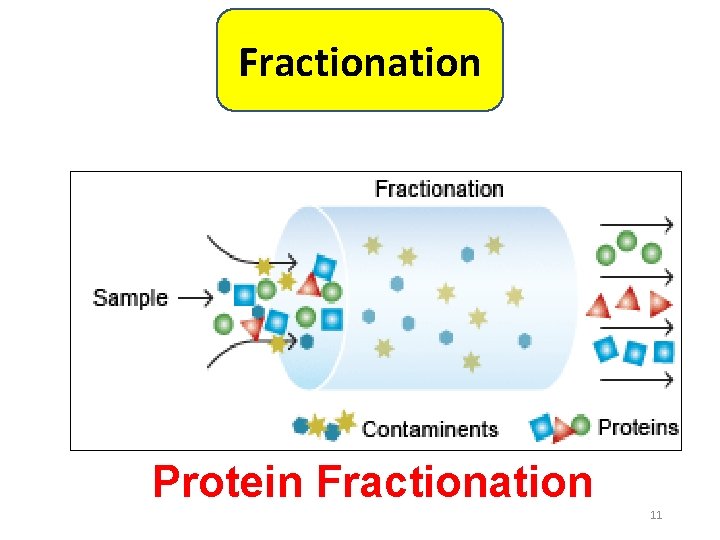 Fractionation Protein Fractionation 11 
