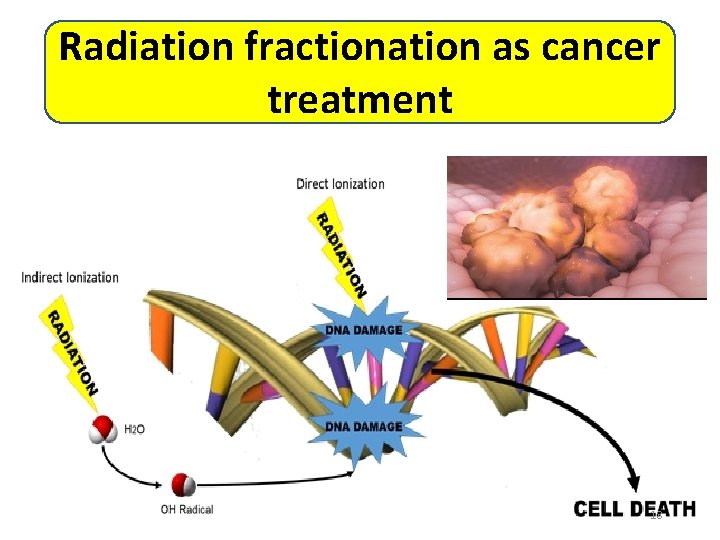 Radiation fractionation as cancer treatment 18 