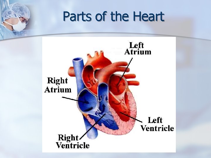 Parts of the Heart 