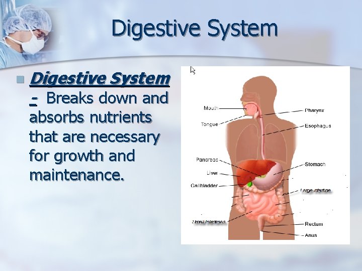 Digestive System n Digestive System - Breaks down and absorbs nutrients that are necessary