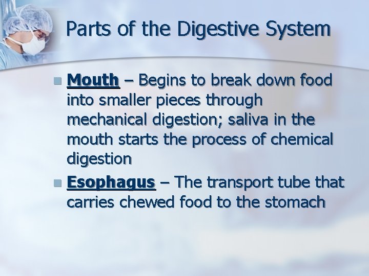 Parts of the Digestive System Mouth – Begins to break down food into smaller