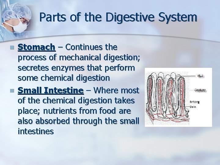 Parts of the Digestive System n n Stomach – Continues the process of mechanical