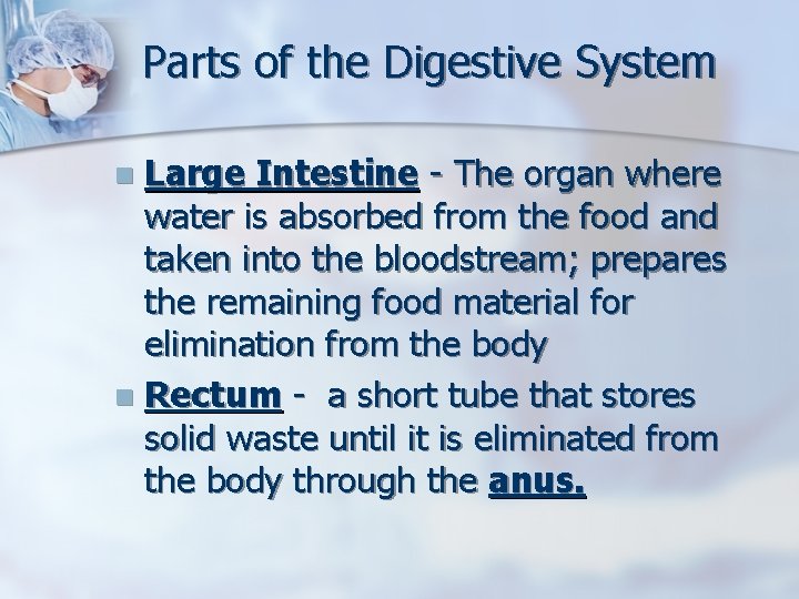 Parts of the Digestive System Large Intestine - The organ where water is absorbed