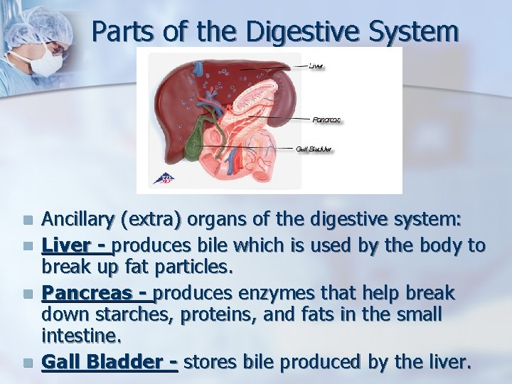 Parts of the Digestive System n n Ancillary (extra) organs of the digestive system: