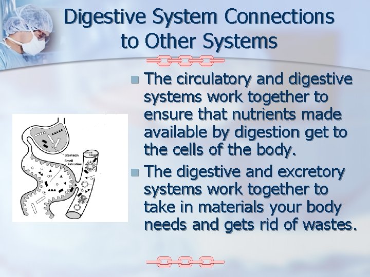 Digestive System Connections to Other Systems The circulatory and digestive systems work together to
