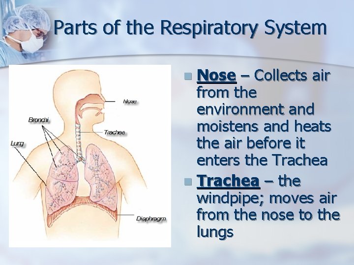 Parts of the Respiratory System Nose – Collects air from the environment and moistens