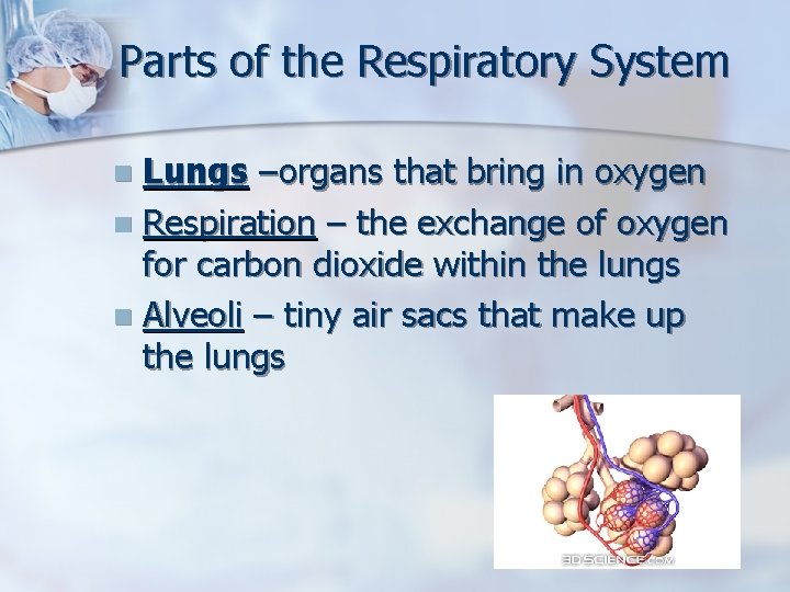Parts of the Respiratory System Lungs –organs that bring in oxygen n Respiration –