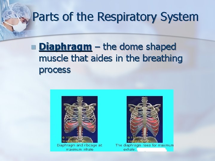 Parts of the Respiratory System n Diaphragm – the dome shaped muscle that aides