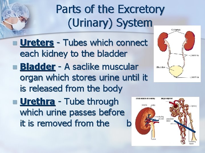 Parts of the Excretory (Urinary) System Ureters - Tubes which connect each kidney to
