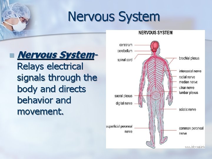 Nervous System n Nervous System. Relays electrical signals through the body and directs behavior