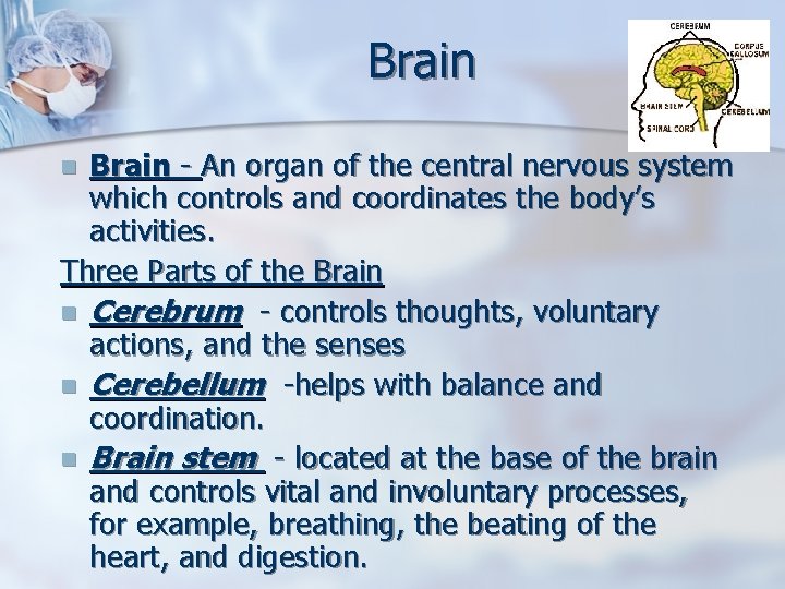 Brain - An organ of the central nervous system which controls and coordinates the