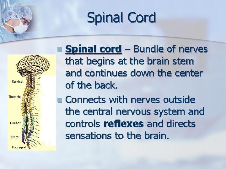 Spinal Cord Spinal cord – Bundle of nerves that begins at the brain stem