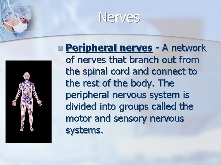 Nerves n Peripheral nerves - A network of nerves that branch out from the