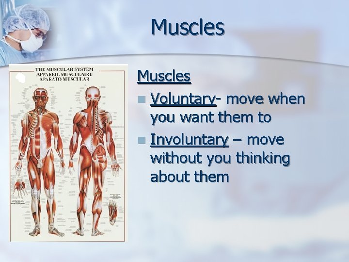 Muscles n Voluntary- move when you want them to n Involuntary – move without