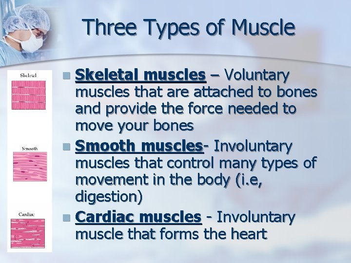 Three Types of Muscle Skeletal muscles – Voluntary muscles that are attached to bones