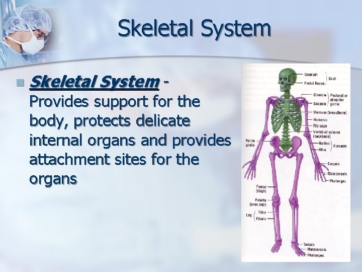 Skeletal System n Skeletal System - Provides support for the body, protects delicate internal