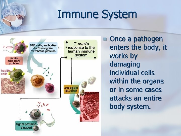 Immune System n Once a pathogen enters the body, it works by damaging individual