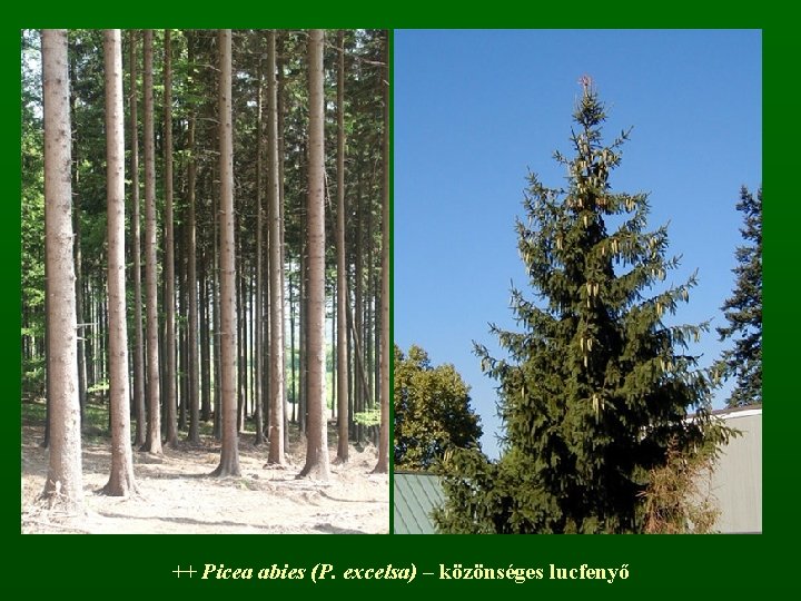 ++ Picea abies (P. excelsa) – közönséges lucfenyő 