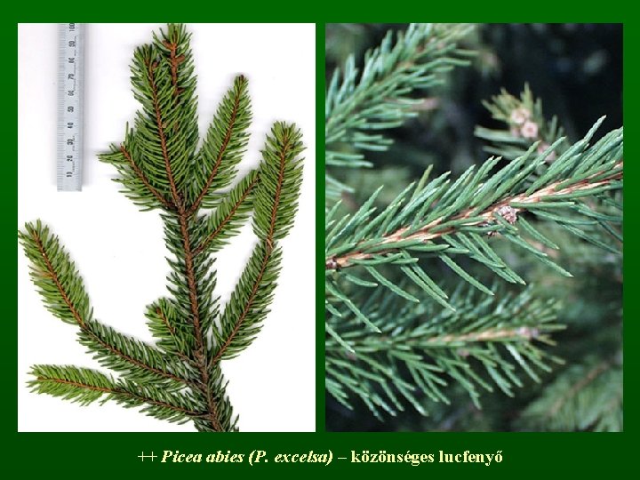 ++ Picea abies (P. excelsa) – közönséges lucfenyő 