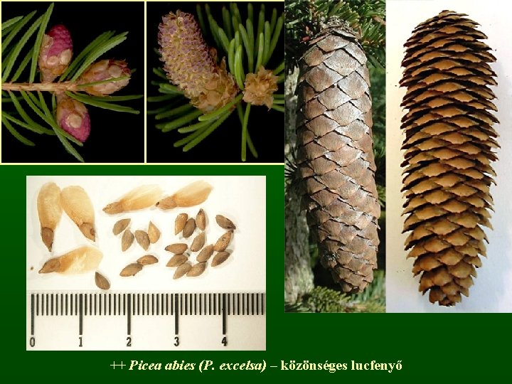 ++ Picea abies (P. excelsa) – közönséges lucfenyő 