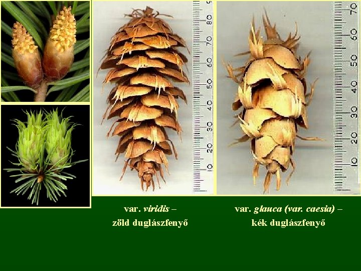 var. viridis – zöld duglászfenyő var. glauca (var. caesia) – kék duglászfenyő 