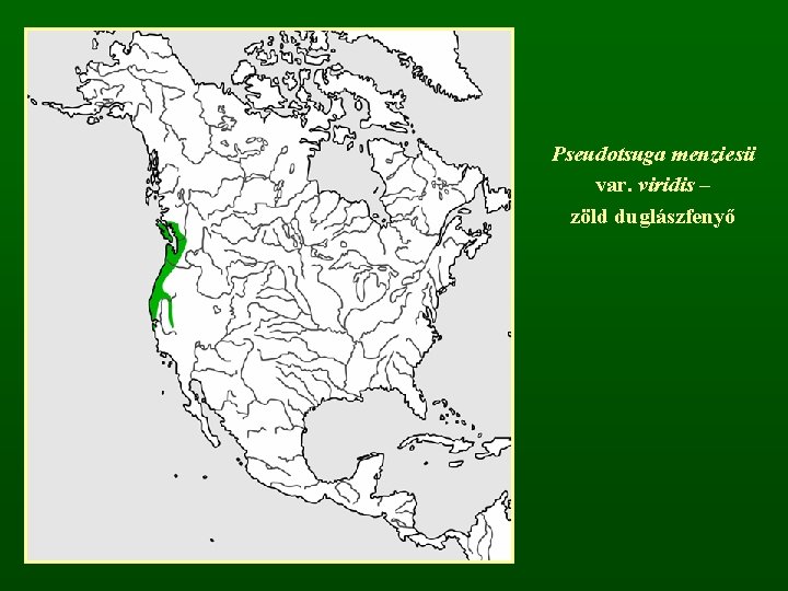 Pseudotsuga menziesii var. viridis – zöld duglászfenyő 