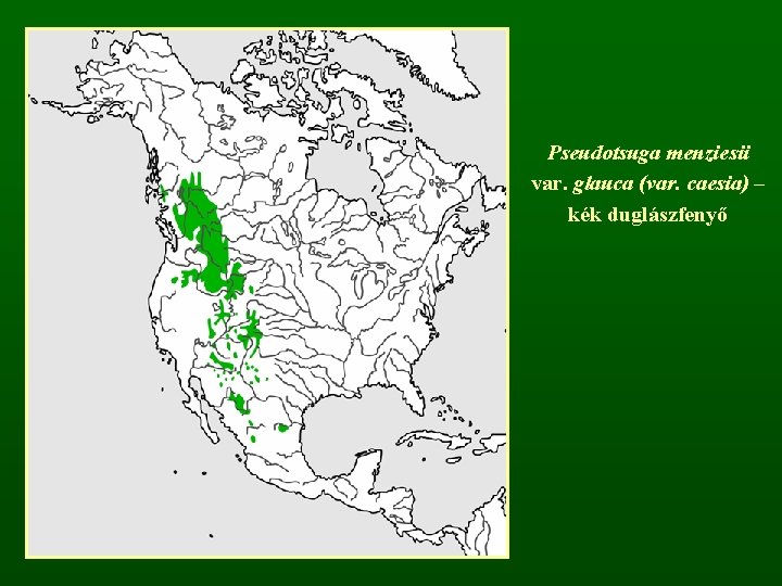 Pseudotsuga menziesii var. glauca (var. caesia) – kék duglászfenyő 