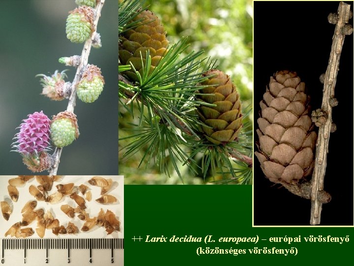 ++ Larix decidua (L. europaea) – európai vörösfenyő (közönséges vörösfenyő) 