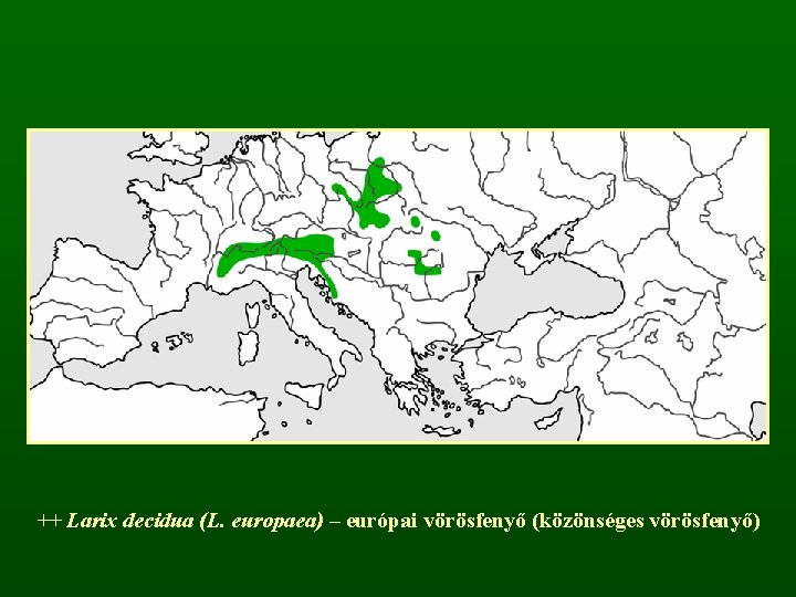++ Larix decidua (L. europaea) – európai vörösfenyő (közönséges vörösfenyő) 