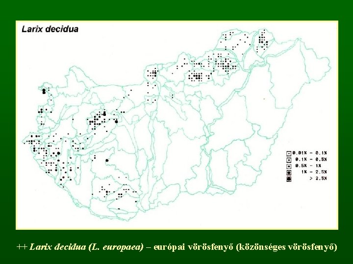 ++ Larix decidua (L. europaea) – európai vörösfenyő (közönséges vörösfenyő) 