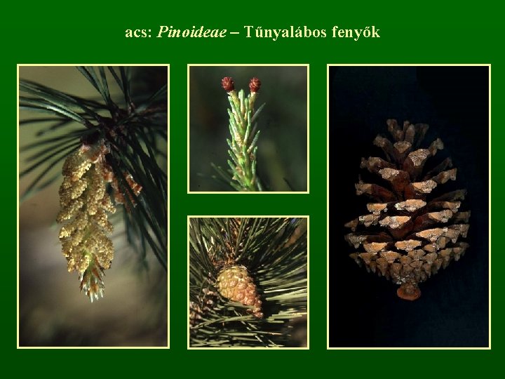 acs: Pinoideae – Tűnyalábos fenyők 