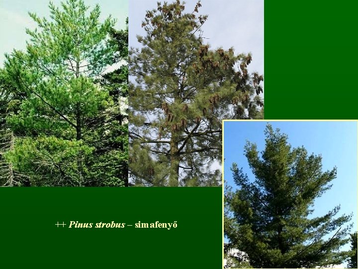 ++ Pinus strobus – simafenyő 