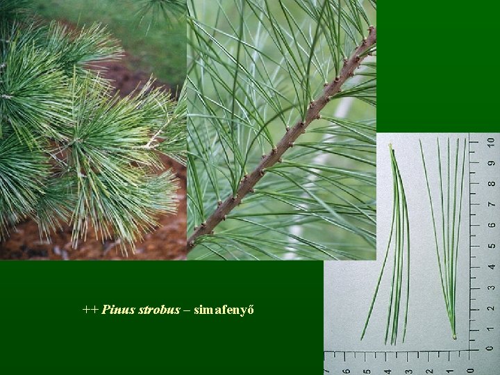 ++ Pinus strobus – simafenyő 