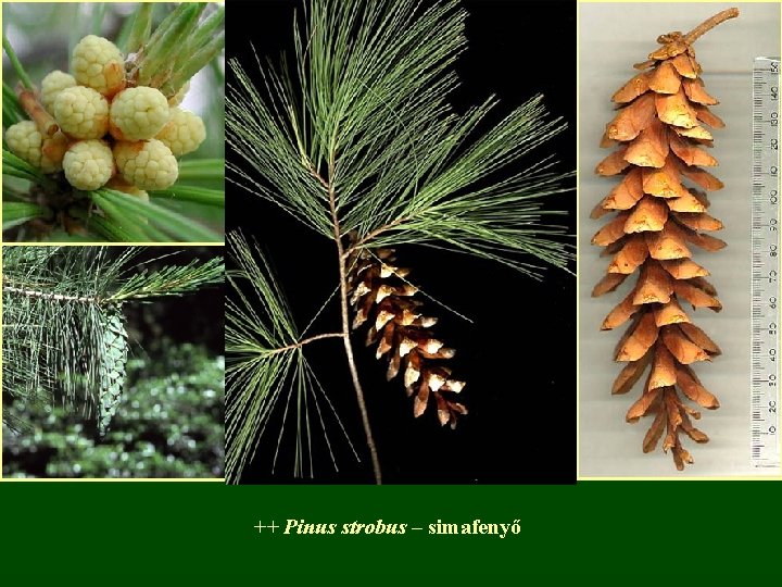 ++ Pinus strobus – simafenyő 