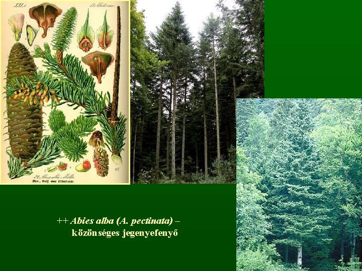 ++ Abies alba (A. pectinata) – közönséges jegenyefenyő 