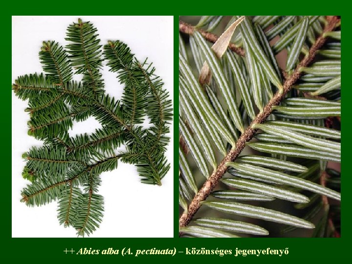 ++ Abies alba (A. pectinata) – közönséges jegenyefenyő 