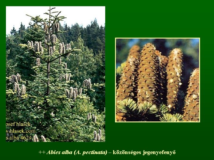 ++ Abies alba (A. pectinata) – közönséges jegenyefenyő 