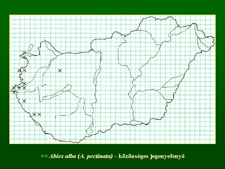 ++ Abies alba (A. pectinata) – közönséges jegenyefenyő 