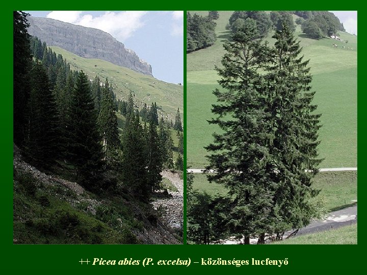 ++ Picea abies (P. excelsa) – közönséges lucfenyő 