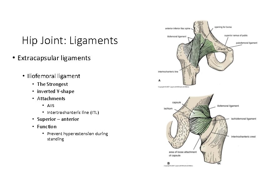 Hip Joint: Ligaments • Extracapsular ligaments • Iliofemoral ligament • The Strongest • inverted