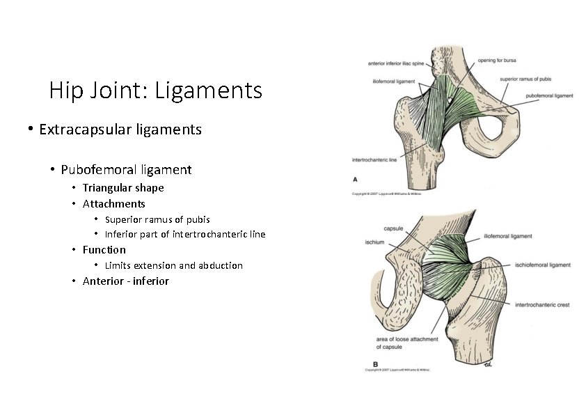 Hip Joint: Ligaments • Extracapsular ligaments • Pubofemoral ligament • Triangular shape • Attachments