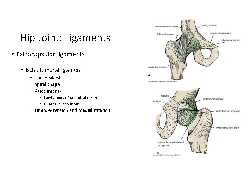 Hip Joint: Ligaments • Extracapsular ligaments • Ischiofemoral ligament • The weakest • Spiral
