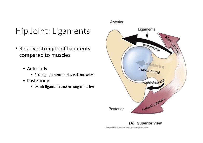 Hip Joint: Ligaments • Relative strength of ligaments compared to muscles • Anteriorly •