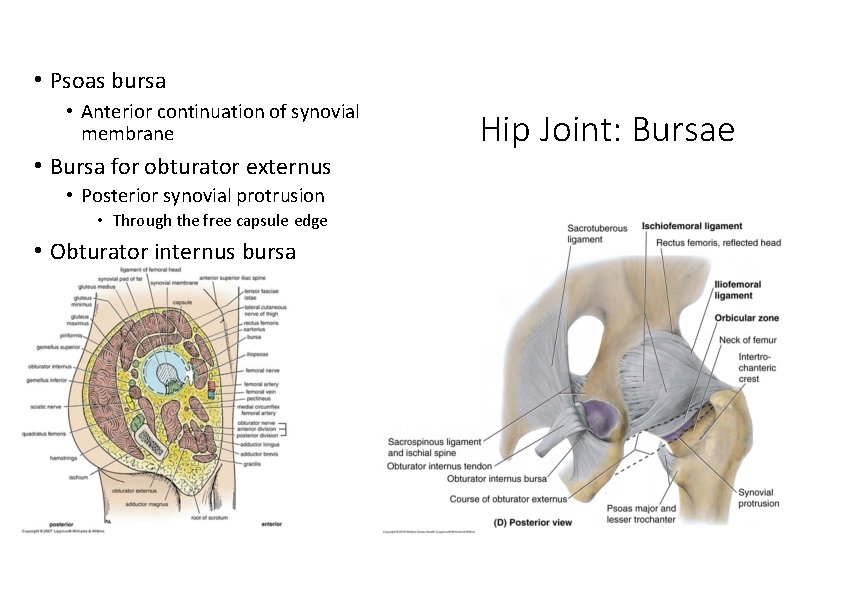  • Psoas bursa • Anterior continuation of synovial membrane • Bursa for obturator