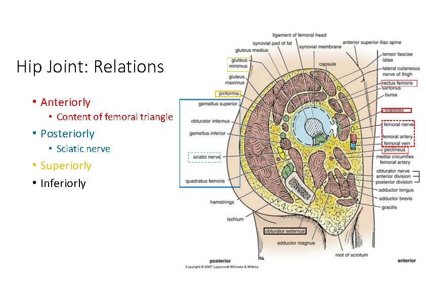Hip Joint: Relations • Anteriorly • Content of femoral triangle • Posteriorly • Sciatic