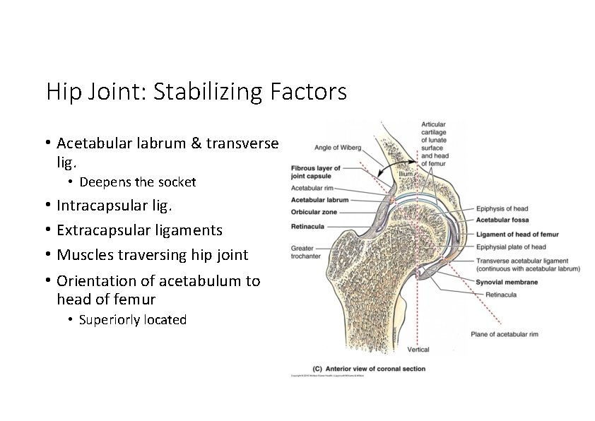 Hip Joint: Stabilizing Factors • Acetabular labrum & transverse lig. • Deepens the socket
