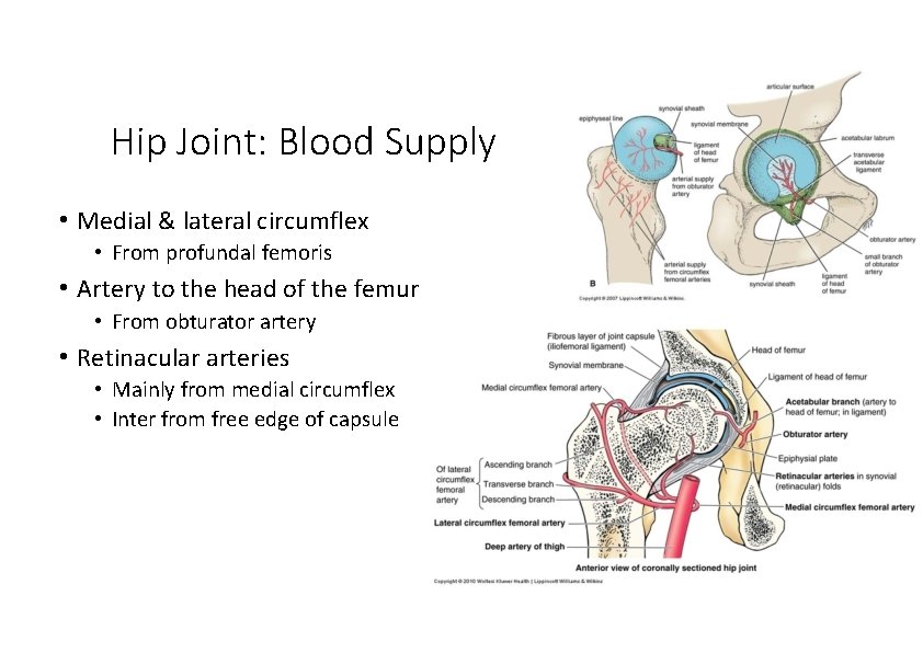 Hip Joint: Blood Supply • Medial & lateral circumflex • From profundal femoris •